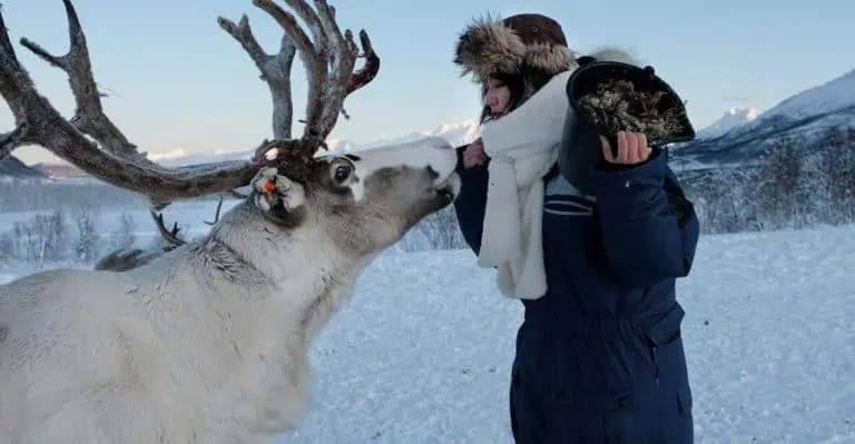 Tromsø: Reindeer Feeding and Sami Cultural Experience